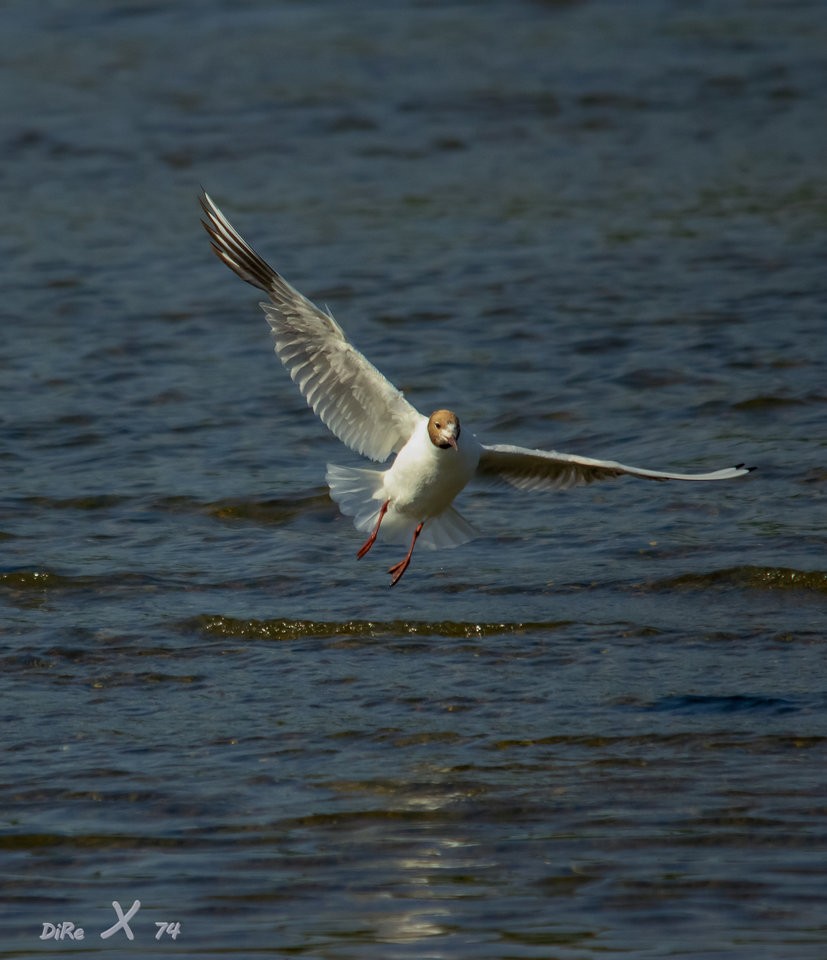 möwe_18112019.jpg