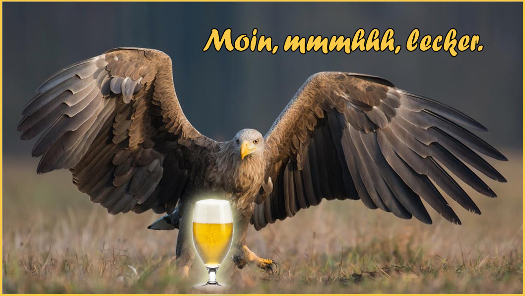 moin adler-43239.jpg