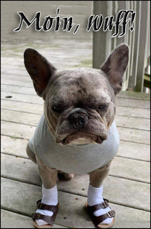 Moin deutsche Dogge.jpg