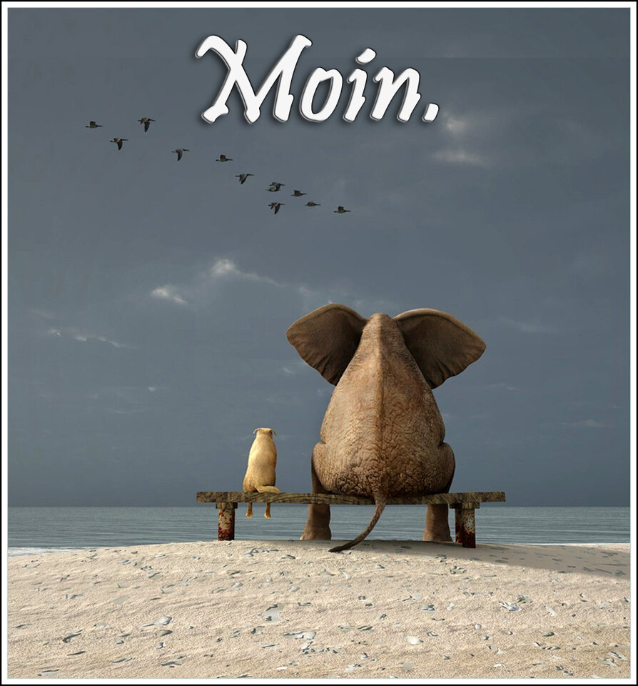 Moin Elefant85_2.jpg