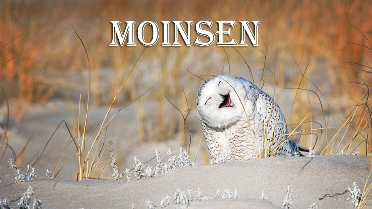 moin eule2f7.jpg