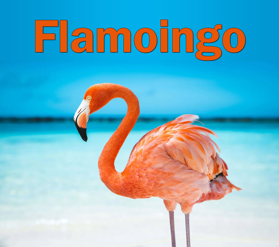 Moin flamoingo w03750l.jpg