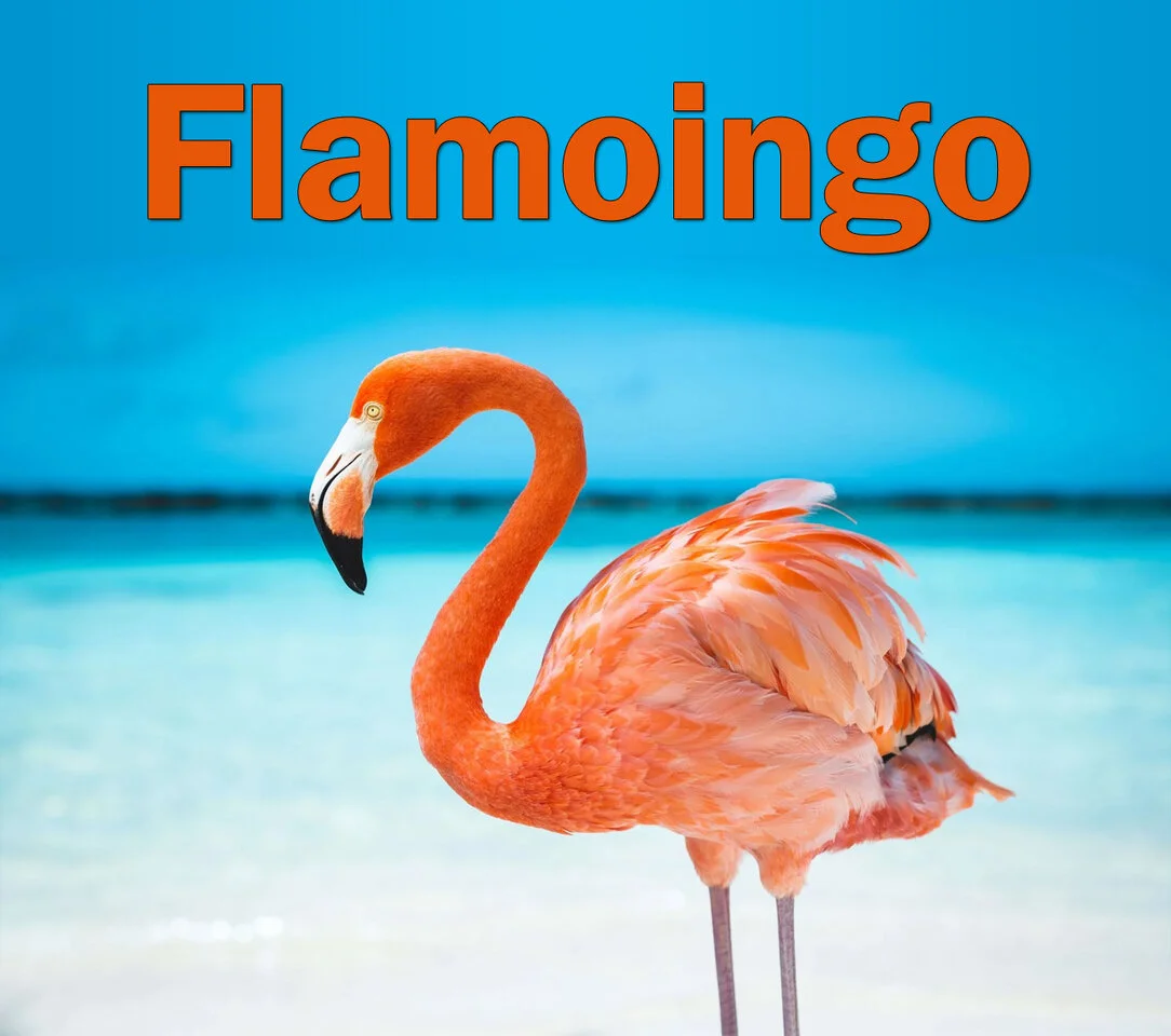 Moin flamoingo w03750l.webp