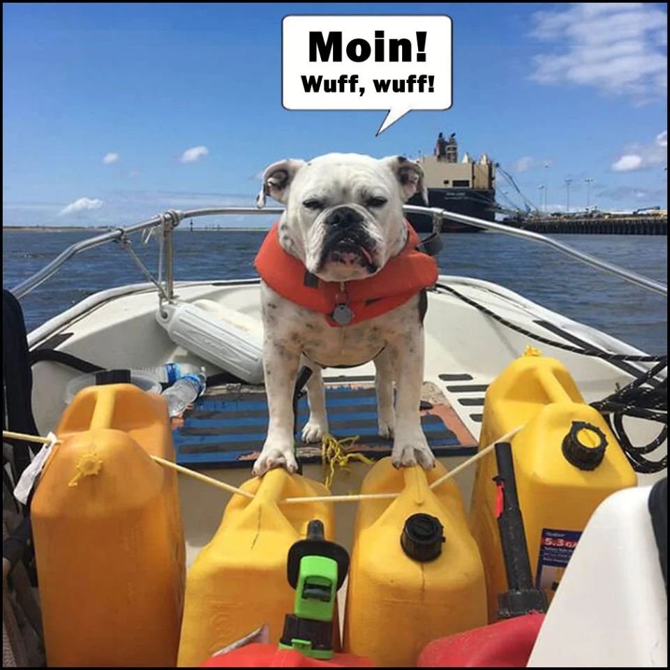 Moin Good-Doggo-1.webp