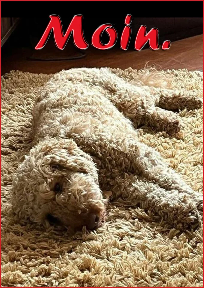 moin hund1.webp