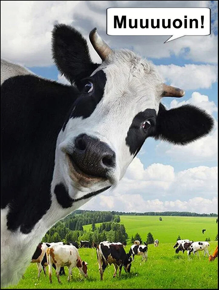 Moin kuh-auf-der-weide_2.webp