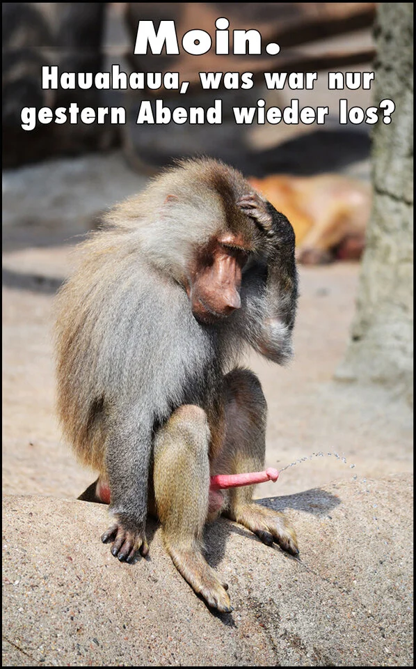 moin pavian93_2.webp