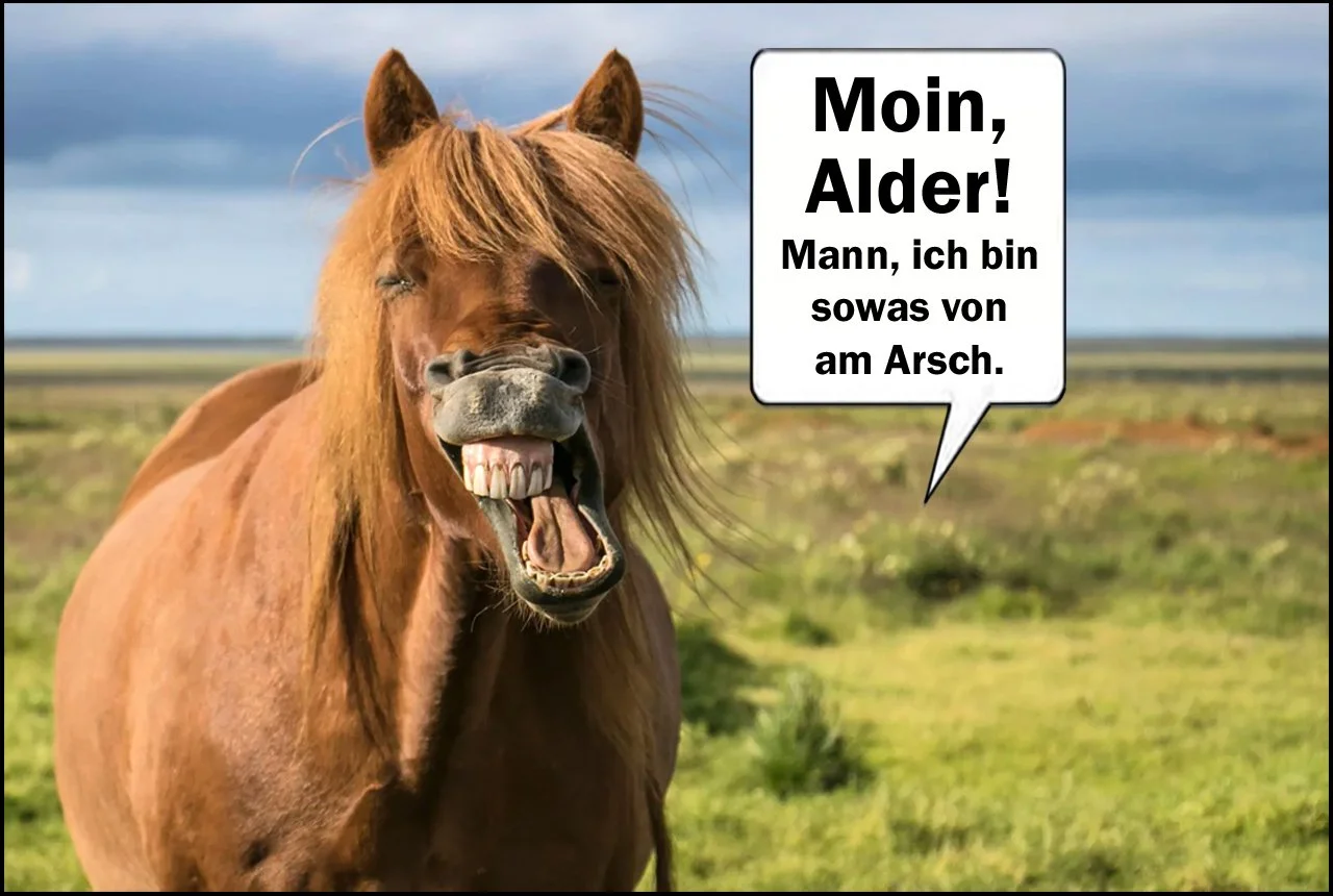 Moin pferd-wiese.webp