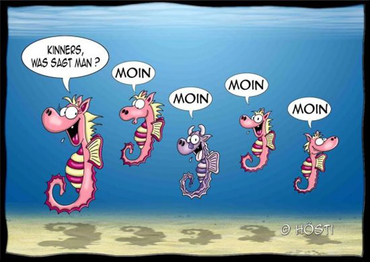 moin seepferdchen0_2.webp