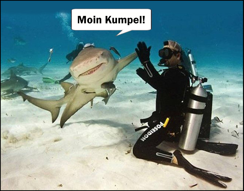 Moin Shark.jpg