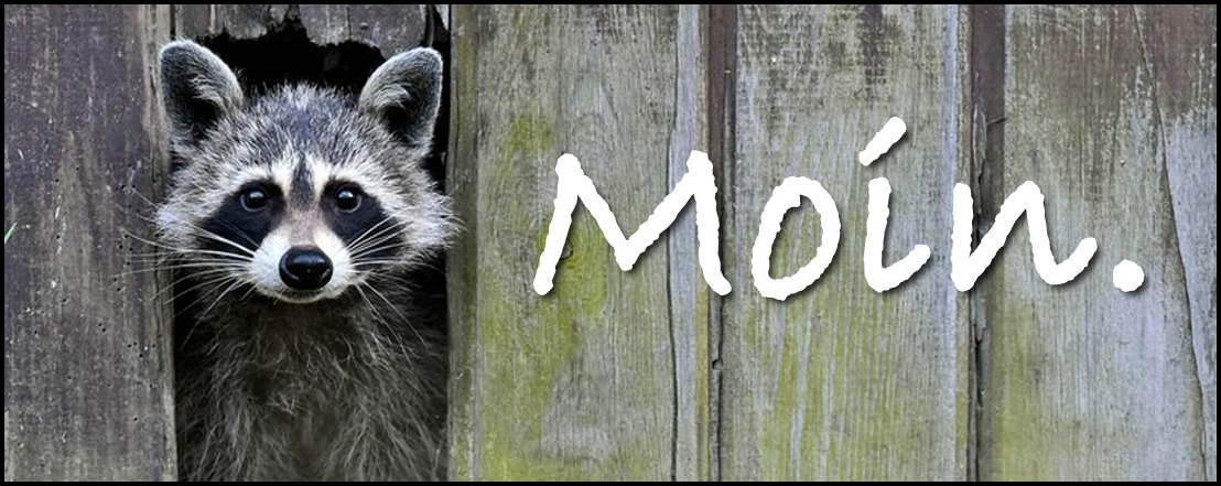 moin waschbär19.jpg