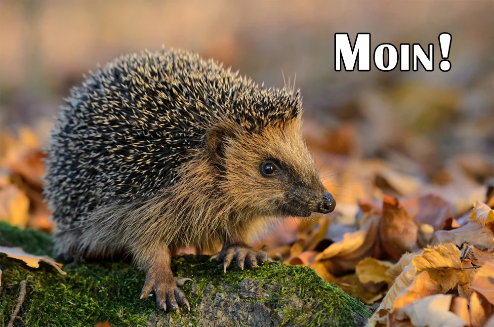 moin_igel_446391a.webp