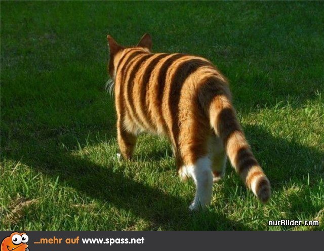 mondlicht tiger.jpg