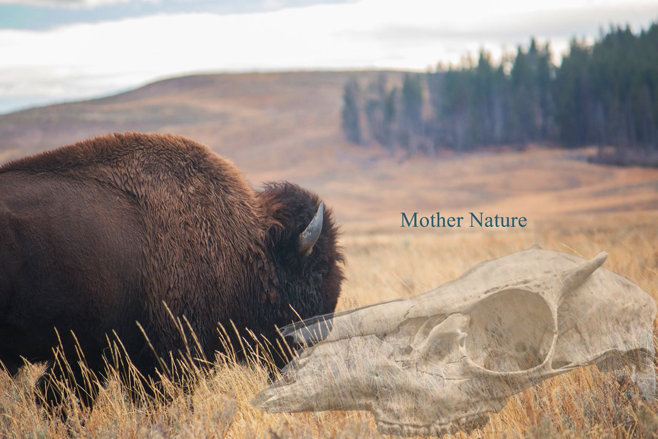 moody-bison-with-peaceful-meadow-background_2.jpg