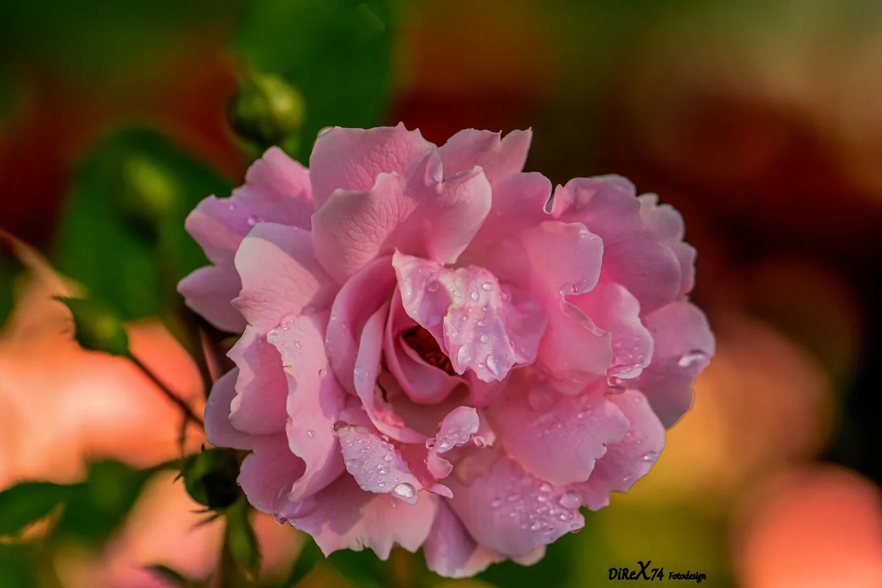 Morning beauty_30062019-2.webp