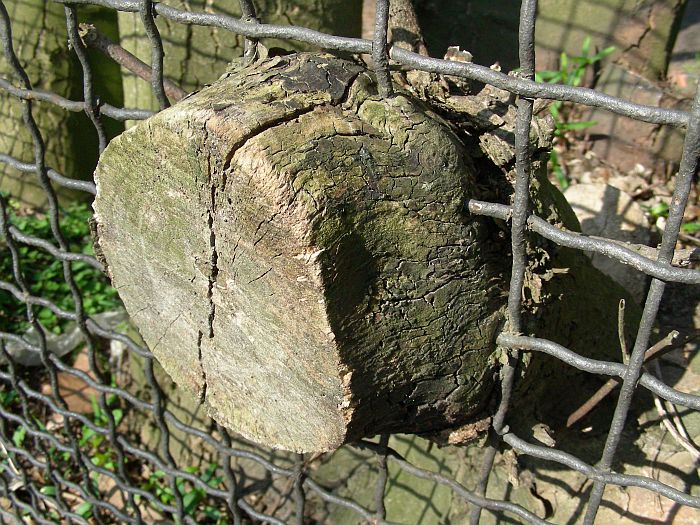 Natur siegt.jpg