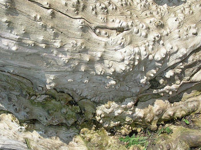 Natur-Totbaum.jpg