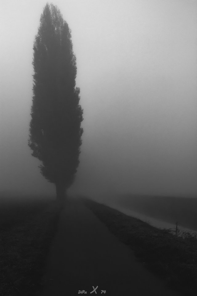 Nebelbaum_12112019-2.jpg