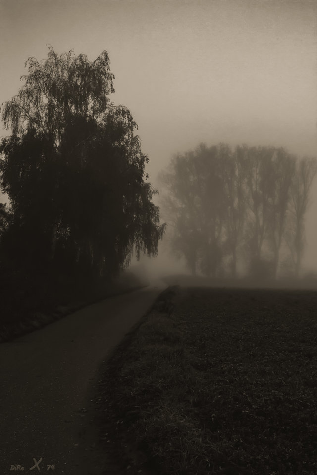 Nebelweg mit Baum_12112019.jpg