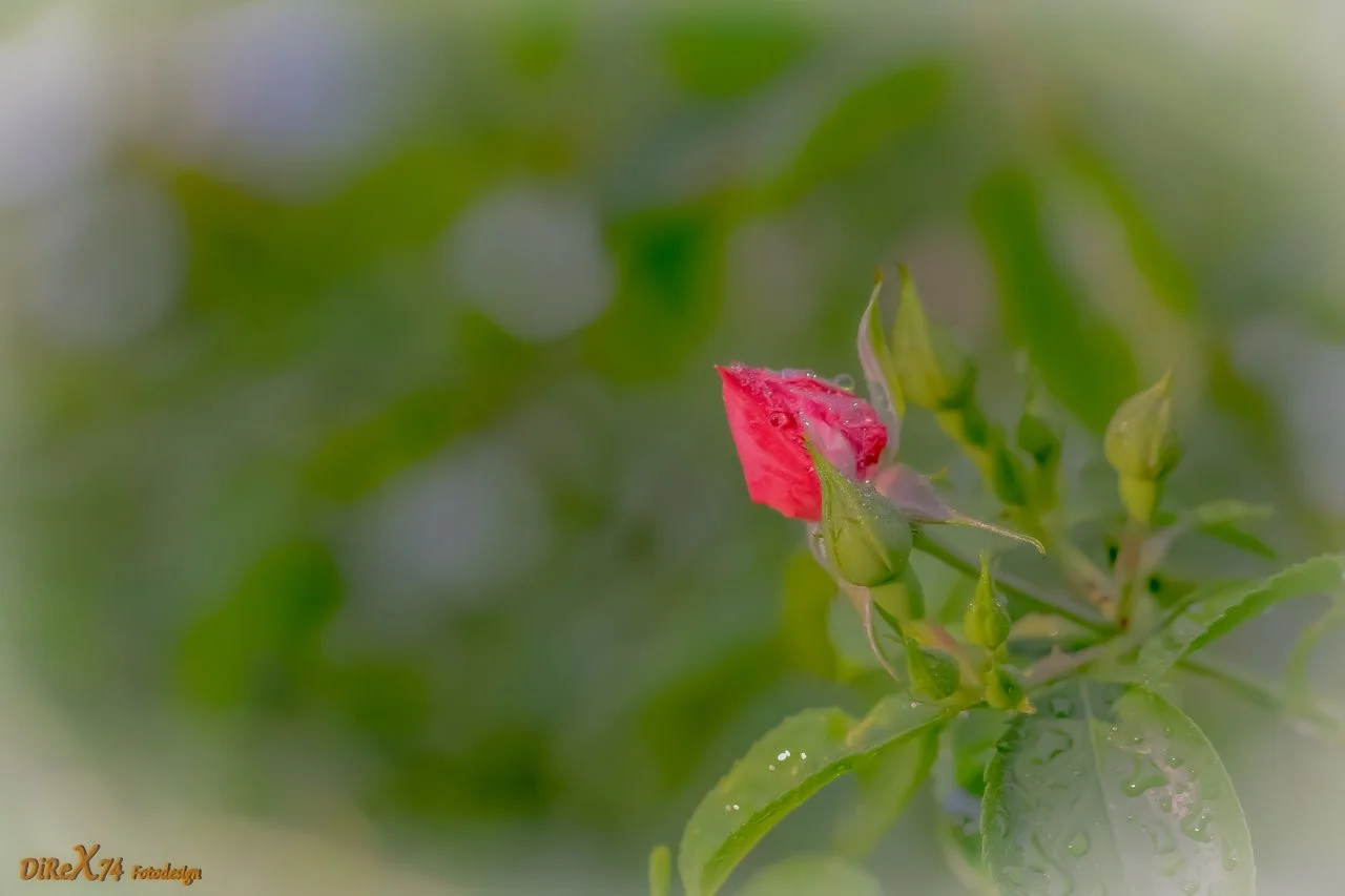 new life will come-2.webp