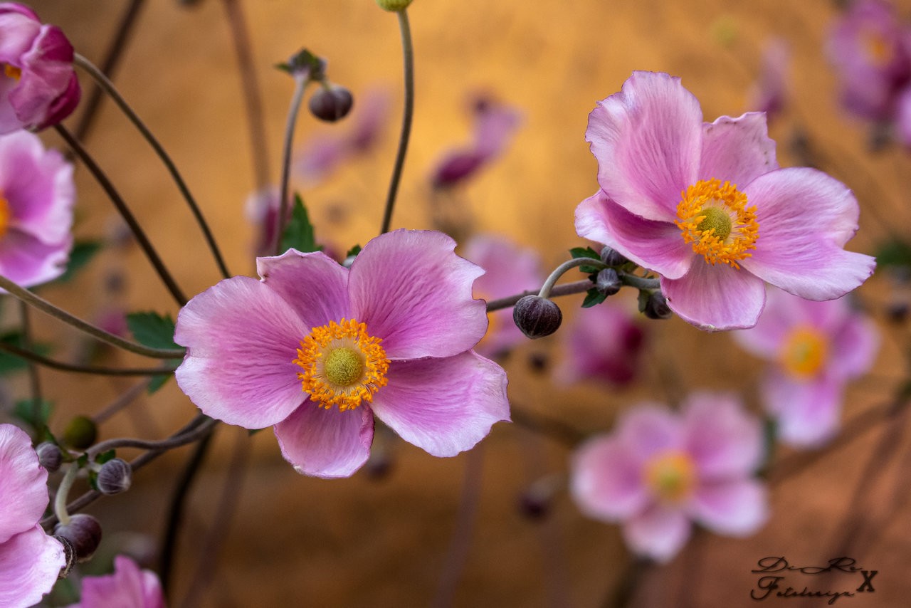 nice flower bokeh_08082019.jpg