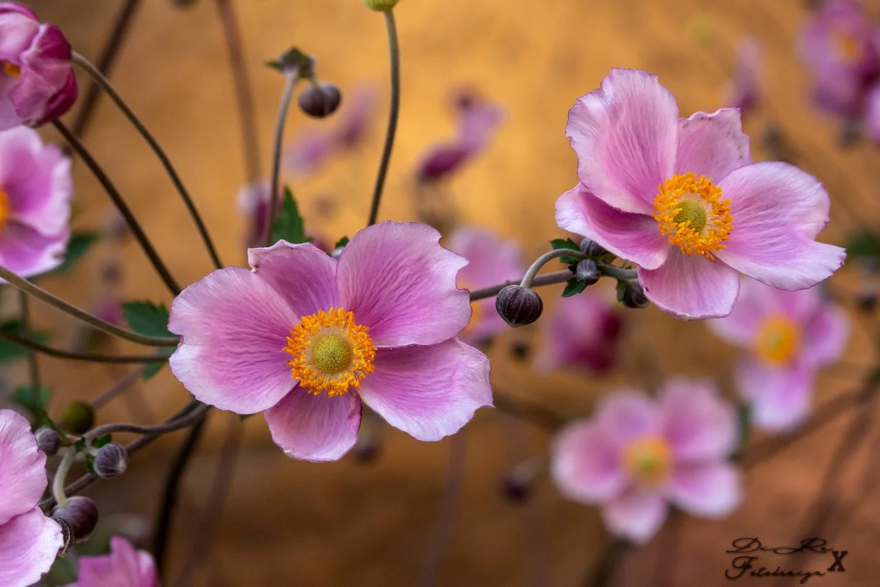 nice flower bokeh_08082019.webp