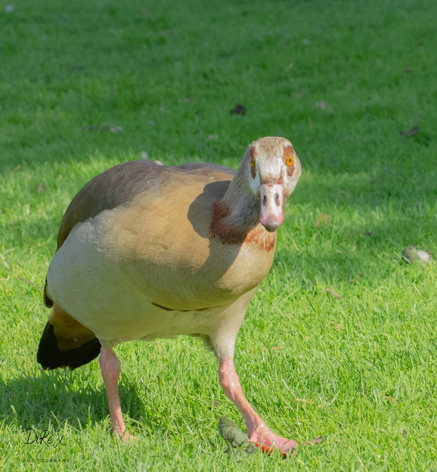 nilgans_210522.webp