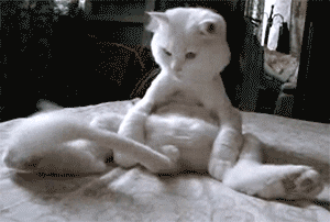 nlV8IazF7Ofdu.gif