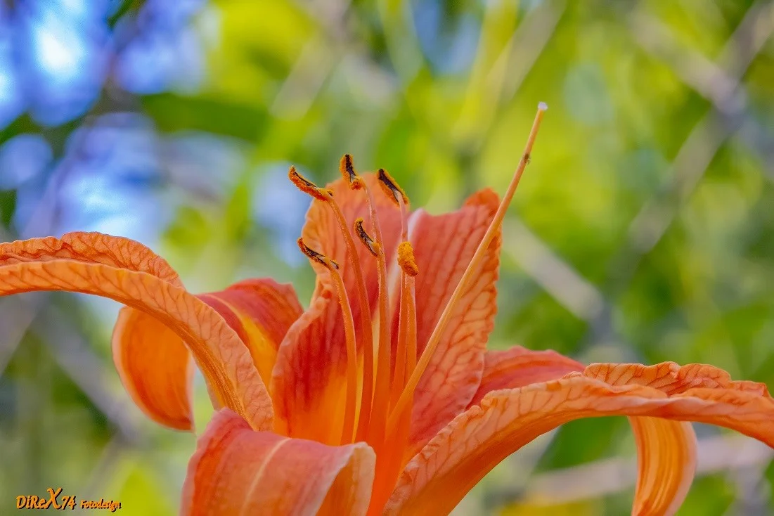 orange queen_04072019.webp