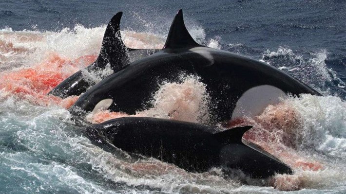orcaschmaus.jpg