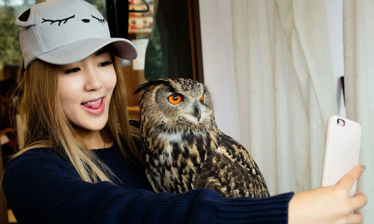 Owl-cafe_1501772572446574_2.webp
