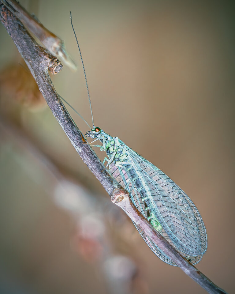 PANA1092-Enhanced-NR.jpg