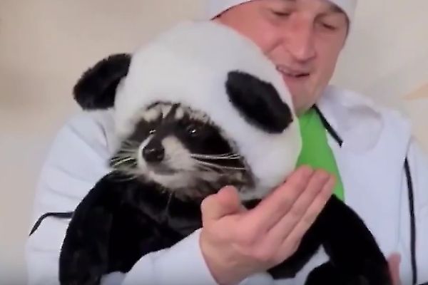 Panda.jpg
