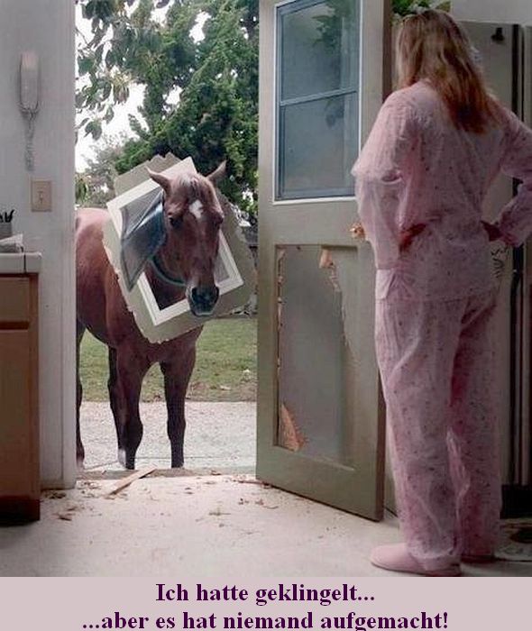 pferd_u.jpg