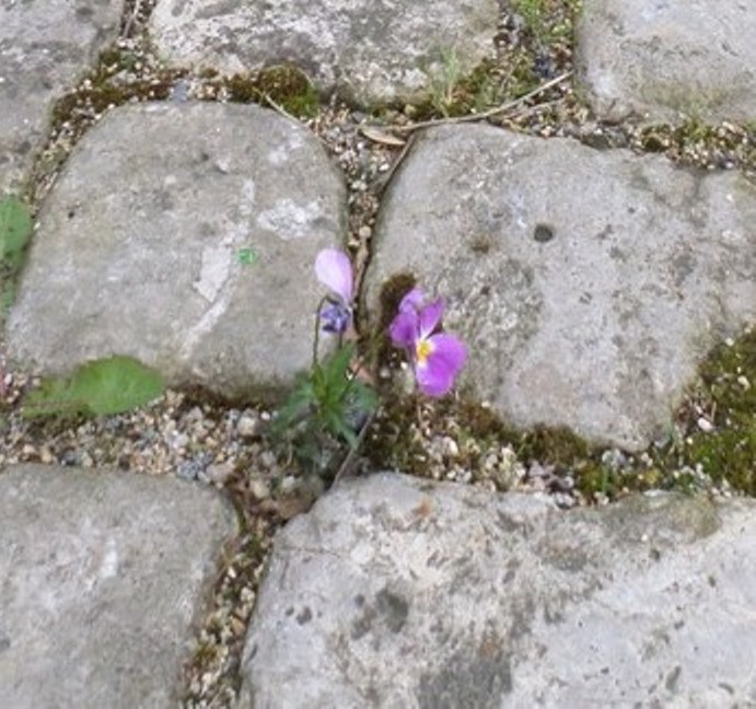 pflasterblume - 11.jpg