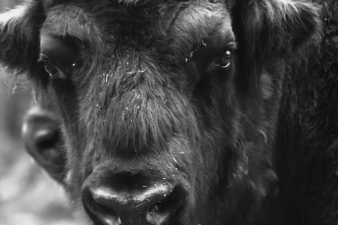 Pforze_19052018 033.webp