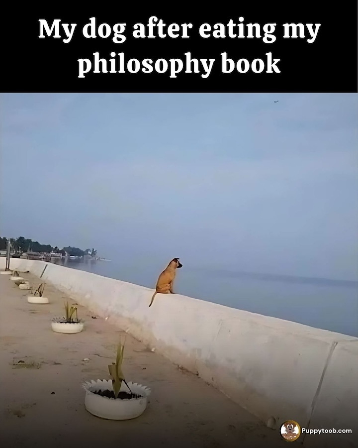philosophiebuch_hund.jpg