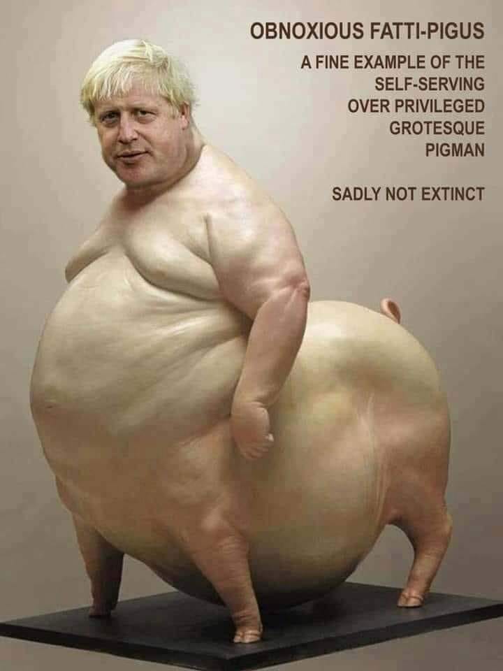 pig.jpg