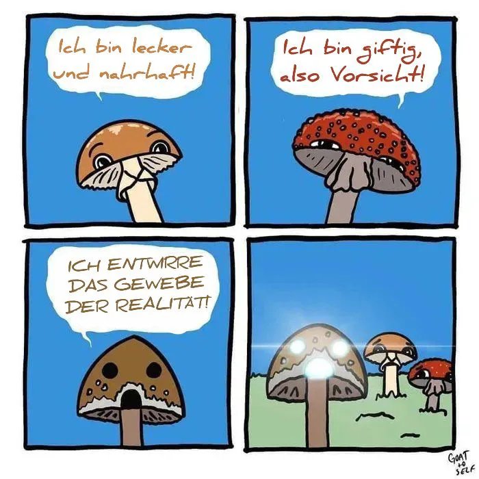 Pilze.jpg