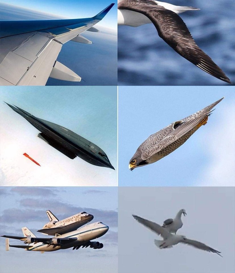 planesbirds.jpg