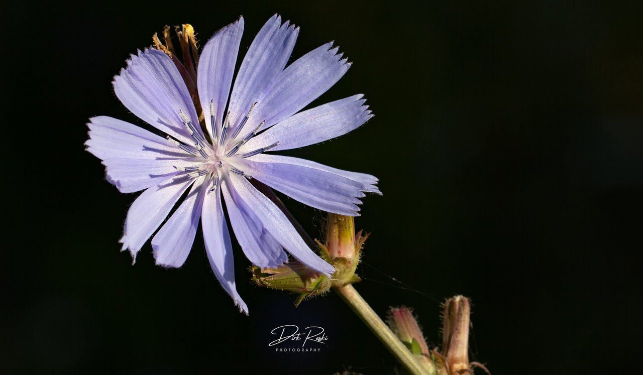purple rose_17072022.jpg