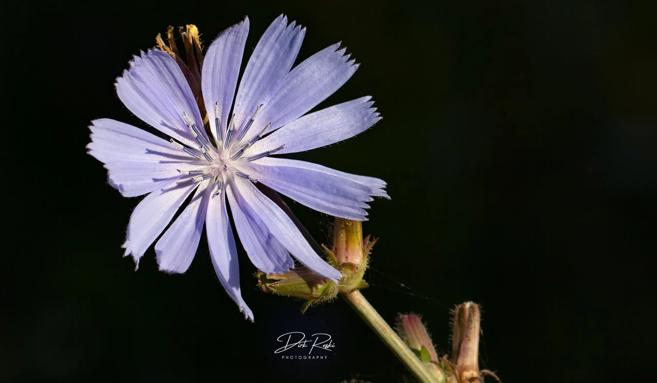 purple rose_17072022.webp