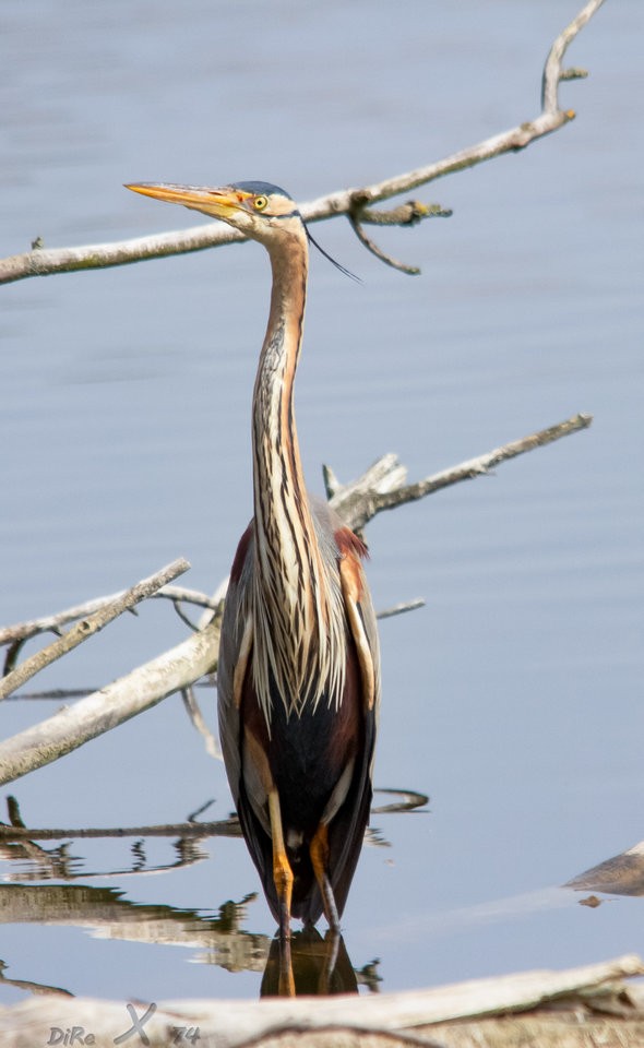 purpur reiher_11122019-2.jpg