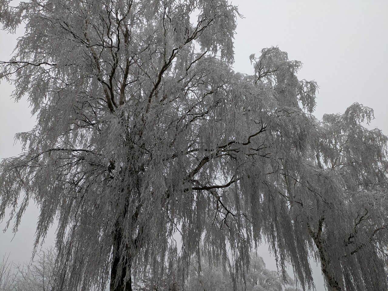 PXL_20250120_134309398.jpg