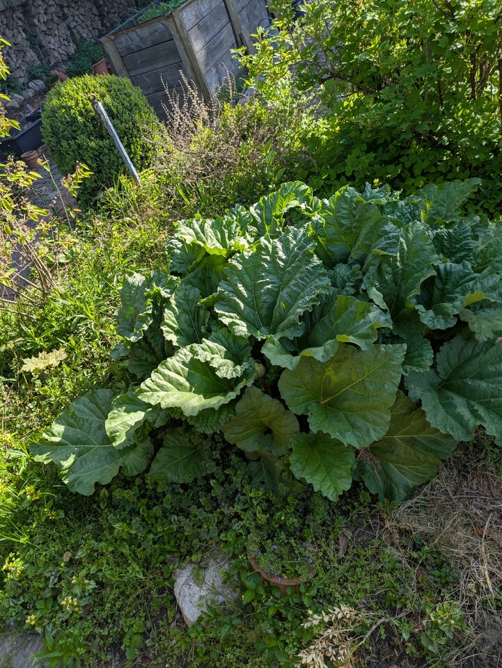 PXL_20250429_071613980.jpg