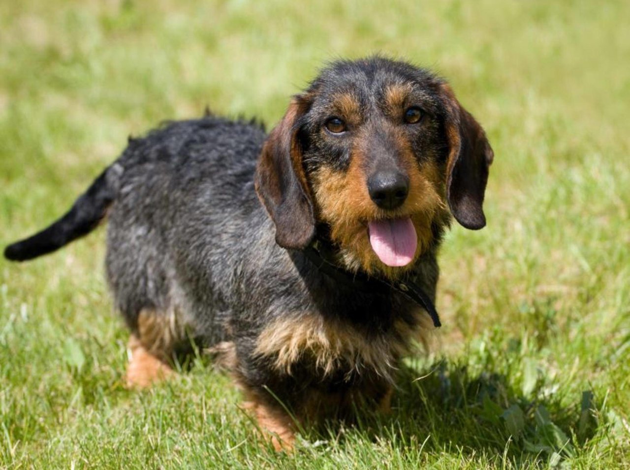 rauhaardackel-wiese-erziehung-shutterstock-Labrador-Photo-Video.jpg
