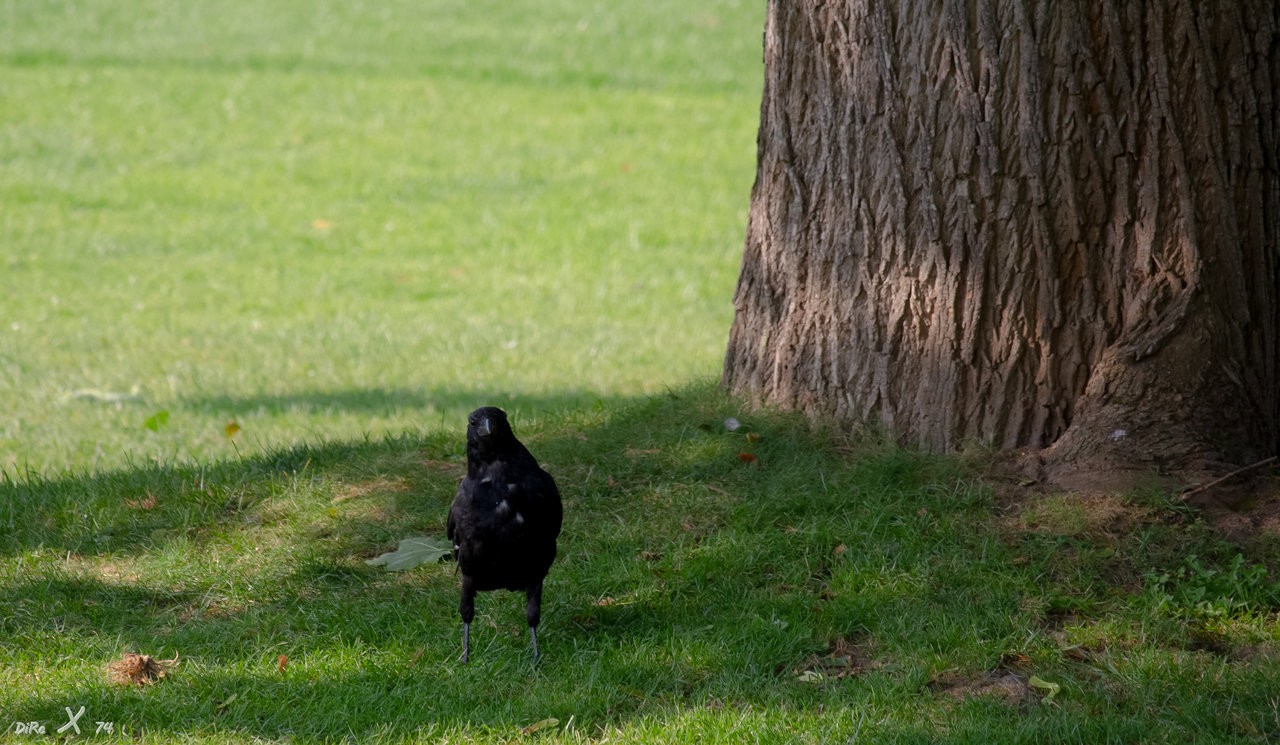 raven_14022020-2.jpg
