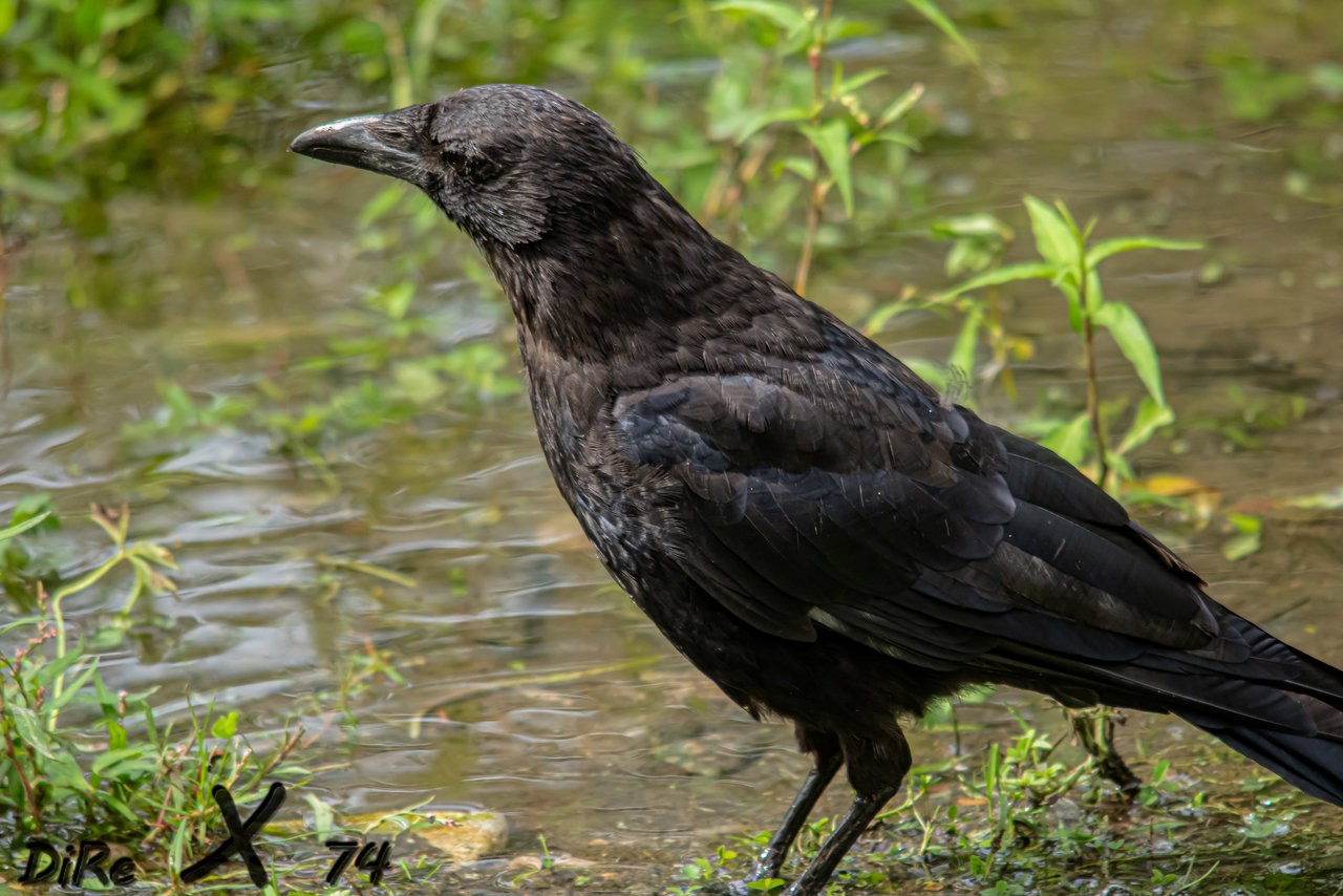 Raven_14082019.jpg