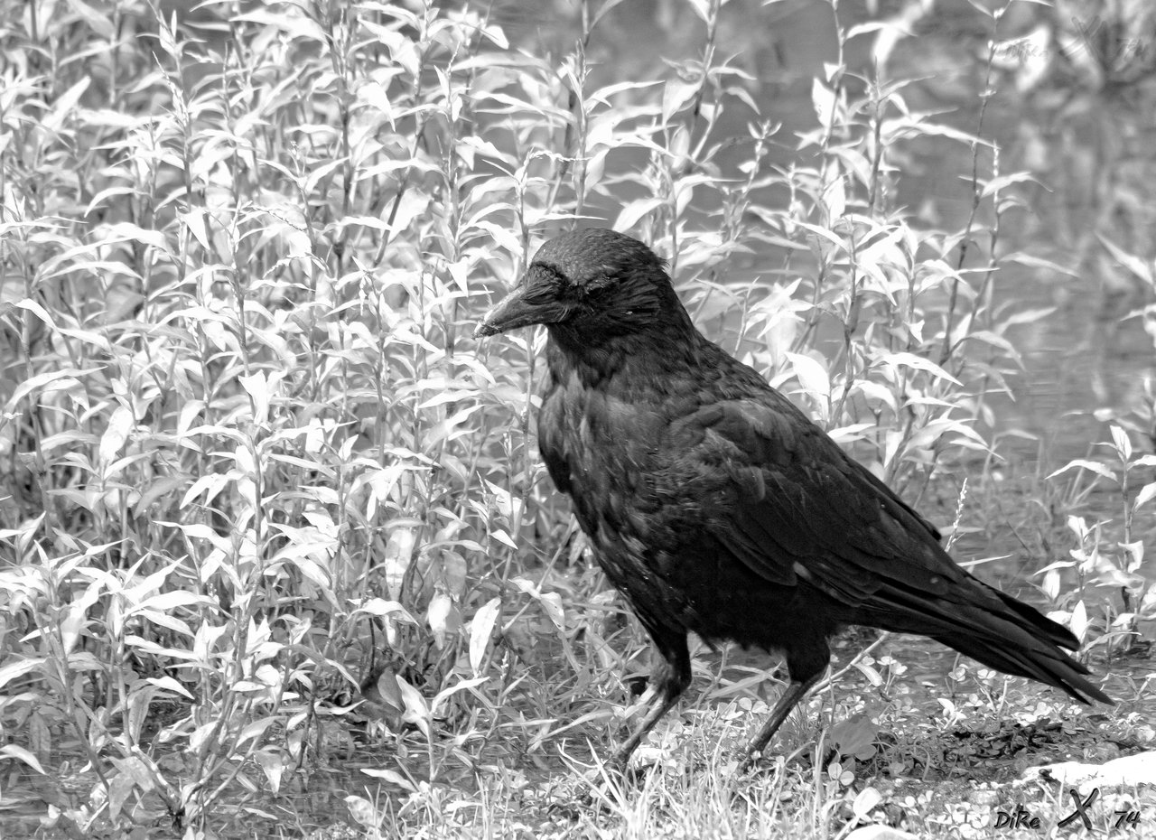 raven_14122019-3.jpg
