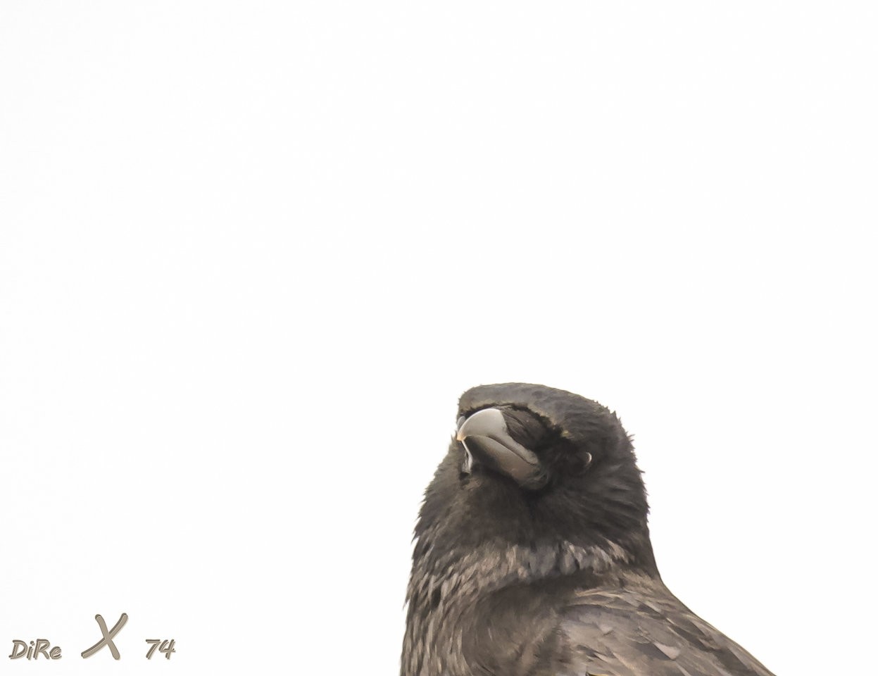 raven_23082019.jpg